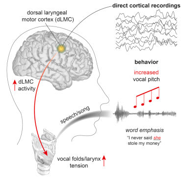 How Vocal Pitch Influences Female Perception