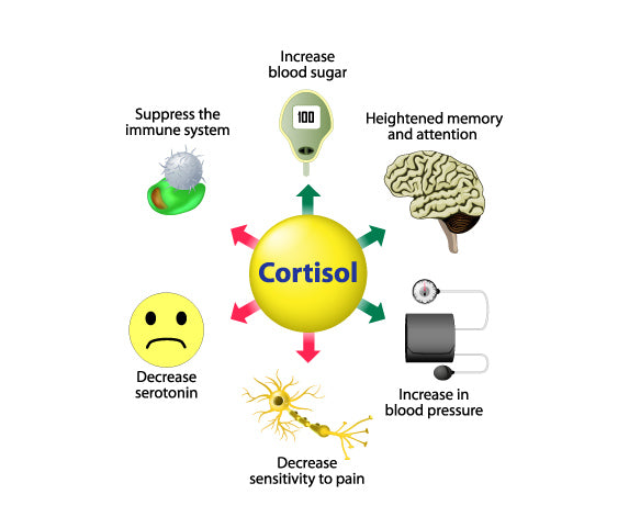 The Impact of Cortisol Levels on Male Appeal