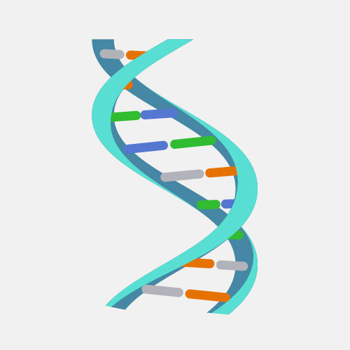 Genetic Compatibility and Attraction: The Role of Major Histocompatibility Complex (MHC)